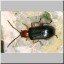 Oulema melanopus - Rothalsige Getreidehaehnchen 02.jpg